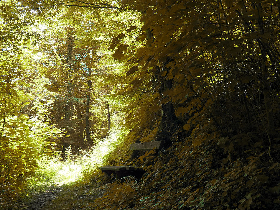 Aufstieg zur Burgruine Losenstein, Obersterreich, 2013, Foto: (C) Herbert Swaton