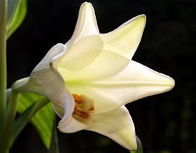 Die süßduftende Blüte der weißen Lilie ...