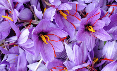 Die grau-violetten Blüten des Safren mit ihren gelben Stempelnarben ...