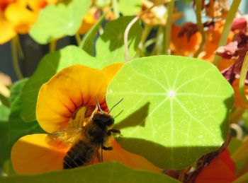 Blume und Biene - welch anderes Bild könnte den Mai und die mit ihm einhergehenden Gefühle anschaulicher beschreiben?