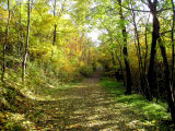 Der Weg zur Burg fhrt durch einen prchtigen Herbstwald ...