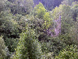 Ein Blick auf die Reste der unteren (älteren) Burg, auf einem steilabfallenden Felsen über der großen Mühl gelegen!