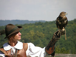 Zuvor hie es aber noch ab zur Greifvogelschau, wo neben vielen anderen Greifern auch Falken ...